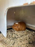 Cavia koppel beertjes 4 maandjes, Dieren en Toebehoren, Meerdere dieren, Tam, Maart, Cavia