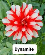 dahlia's, Tuin en Terras, Bloembollen en Zaden, Ophalen of Verzenden, Voorjaar, Volle zon, Knol