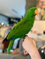 Tamme, Lieve en pratende edel papegaai, Dieren en Toebehoren, Vogels | Parkieten en Papegaaien, Mannelijk, Papegaai, Pratend