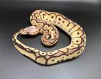 1.0 Pastel Clown ball python regius te koop, Dieren en Toebehoren, Reptielen en Amfibieën, Slang, Tam, 0 tot 2 jaar