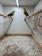 Te koop gele Lizards, Dieren en Toebehoren, Vogels | Kanaries, Meerdere dieren, Postuurkanarie