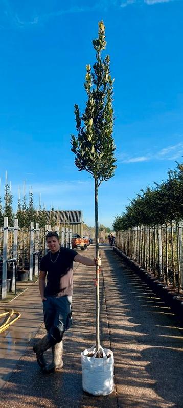 keukenlaurier laurus nobilis de echte laurier eetbaar 