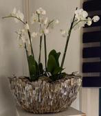 Schelpenvaas, Huis en Inrichting, Ophalen, Nieuw, Overige kleuren, Glas