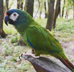 Ara maracana, Dieren en Toebehoren, Vogels | Parkieten en Papegaaien, Vrouwelijk, Papegaai