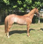 Te koop toekomstige sportpony cat C, Met stamboom, Ruin, Dressuurpony, 3 tot 6 jaar