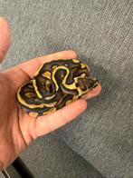 Pastel Stranger 50% het pied 66% het clown, Slang, 0 tot 2 jaar