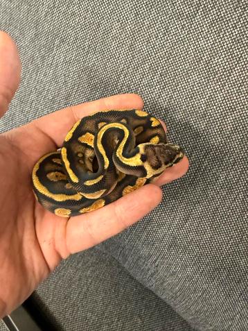 Pastel Stranger 50% het pied 66% het clown beschikbaar voor biedingen