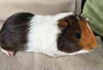 Jonge cavia 10 weken zeugje, Mei, Vrouwelijk, Cavia