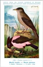 Roze Spreeuw – Nº129 – Antique Belgian Museum History Print, Verzenden, 1980 tot heden, Ongelopen, Vogel