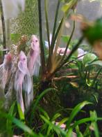 L144 snow white longfin jongen, Dieren en Toebehoren, Vis, Zoetwatervis, Schoolvis