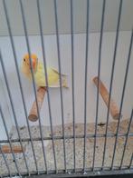 Diverse jonge ficheries, Dieren en Toebehoren, Vogels | Parkieten en Papegaaien, Meerdere dieren, Parkiet