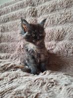 Maine coon kittens met stamboom, Meerdere dieren, Gechipt