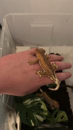 Wimpergekko collectie mag weg!!!, Dieren en Toebehoren, Reptielen en Amfibieën, Hagedis, Met terrarium, 0 tot 2 jaar