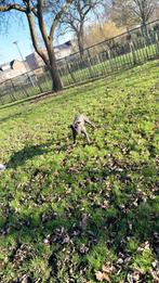 Stafford shire/pitbull, 15 weken tot 1 jaar, Teef, Parvo, Eén hond