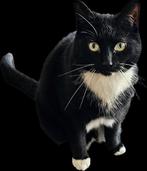 Twee lieve binnenkaters zoeken samen een nieuw thuis, Dieren en Toebehoren, Katten en Kittens | Overige Katten, Meerdere dieren