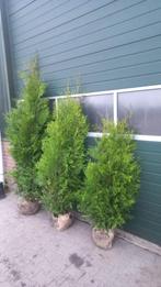 Thuja brabant 5 euro per stuk, Tuin en Terras, Planten | Struiken en Hagen, Ophalen of Verzenden, Conifeer, Haag, 100 tot 250 cm