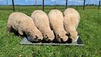 Shropshire ramlammeren, Dieren en Toebehoren, Schapen, Geiten en Varkens, Mannelijk, Schaap