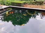 Kois tot 65+ cm albino graskarper 100cm +  3 grote steuren, Dieren en Toebehoren, Vissen | Vijvervissen, Karper of Koi