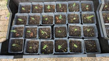 Cipres uit Toscane  beschikbaar voor biedingen