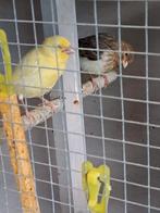 Kanaries 7 stuks, Dieren en Toebehoren, Vogels | Kanaries, Meerdere dieren, Kleurkanarie