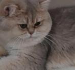 BRITSE korthaar kater (blue golden shaded), Dieren en Toebehoren, Kater, Ontwormd, 0 tot 2 jaar