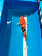 Koi Sanke 50cm, Karper of Koi