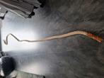 Cross fit turn touw 430 cm. Battle rope, Sport en Fitness, Maat 36 t/m 42, Ophalen of Verzenden, Materiaal