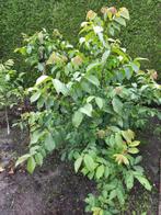 walnotenboompjes (Juglans regia) diverse lengtes, Ophalen, Volle zon, Overige soorten