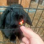 Konijn hangoor, Mannelijk, Klein, Hangoor, 0 tot 2 jaar