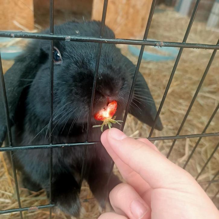 Konijn hangoor, Dieren en Toebehoren, Konijnen, Klein, Mannelijk, 0 tot 2 jaar, Hangoor