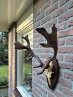 Mooi Compact Damhert Gewei Taxidermie Mancave e76, Ophalen, Gebruikt, Hert, Gewei of Kop