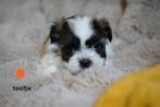 Leuke kleine boomer pups., Dieren en Toebehoren, Nederland, Overige rassen, 8 tot 15 weken, CDV (hondenziekte)