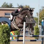 Super knap, super lief, hoog geklasseerd paard te koop, Dieren en Toebehoren, Paarden, Ruin