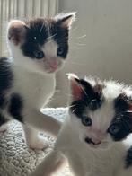 Kittens, Dieren en Toebehoren, 0 tot 2 jaar