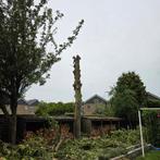 Bomen snoeien en kappen. Boomverzorger, klimmen.., Ophalen of Verzenden, Volle zon, Overige soorten