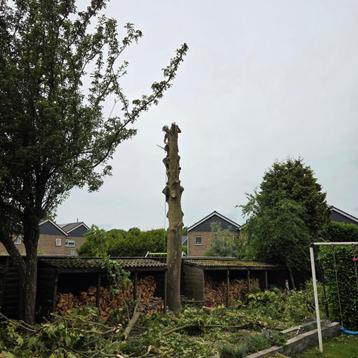 Bomen snoeien en kappen. Boomverzorger, klimmen.. beschikbaar voor biedingen
