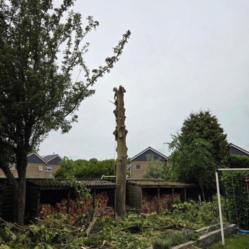 Bomen snoeien en kappen. Boomverzorger, klimmen.., Tuin en Terras, Planten | Bomen, Overige soorten, Volle zon, Ophalen of Verzenden