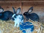 Mooie jonge lotharinger rammen €10,00 p/st, Dieren en Toebehoren, Konijnen, Mannelijk, Groot