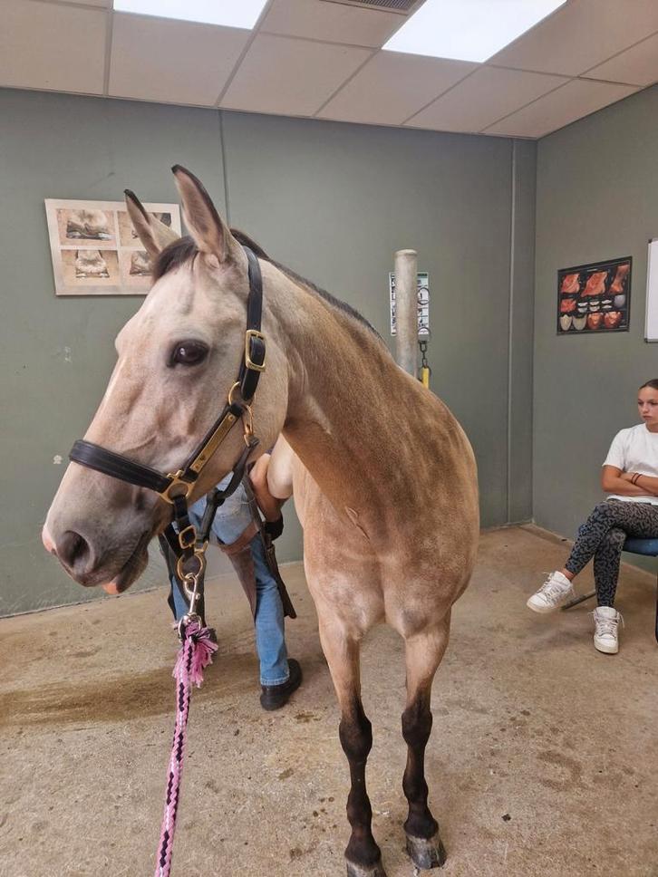 Maatje gezocht voor onze pony, Dieren en Toebehoren, Paarden en Pony's | Overige Paardenspullen, Ophalen of Verzenden