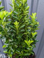 Eonymus japunicus 'green spire'- 20/30 cm., Vaste plant, Bloeit niet, Halfschaduw, Ophalen