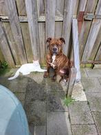 Amerikaanse bully xl, Dieren en Toebehoren, Teef, Bulldog, Eén hond, 3 tot 5 jaar
