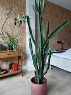 Cactus, Ophalen, Cactus, Volle zon, 150 tot 200 cm