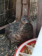Japanse kwartel hanen en hennen te koop, Dieren en Toebehoren, Pluimvee, Meerdere dieren, Overige soorten