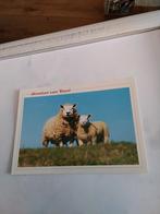 GROETEN. VAN. TEXEL.   SCHAPEN, Verzamelen, Ansichtkaarten | Nederland, Ophalen of Verzenden, Waddeneilanden