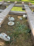 Baby konijnen 8 weken oud, Dieren en Toebehoren, Konijnen, Meerdere dieren, Dwerg, Hangoor, 0 tot 2 jaar