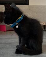 Kittens., Dieren en Toebehoren, Katten en Kittens | Overige Katten, Meerdere dieren, 0 tot 2 jaar
