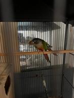 Vogeltje s, Dieren en Toebehoren, Tropenvogel