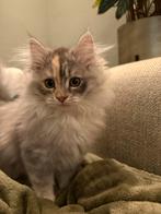 Lieve speelse kitten Coco zoekt een warm, liefdevol thuis, Dieren en Toebehoren, Poes