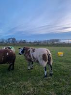 Te koop: grote bonte dekram, Mannelijk, Schaap, 0 tot 2 jaar