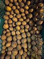 Frieslander Pootgoed / pootaardappelen te koop, Ophalen, Voorjaar